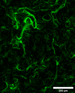 Fluorescent fibers