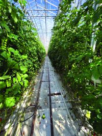 Geothermal tomato greenhouse farm in Iceland